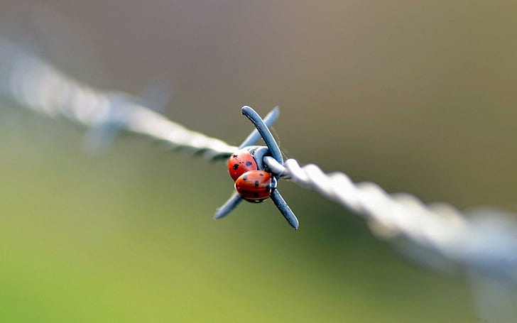 Two Ladybugs On The Barbed-wire, ladybugs, barbed, cute, nature and landscapes, HD wallpaper