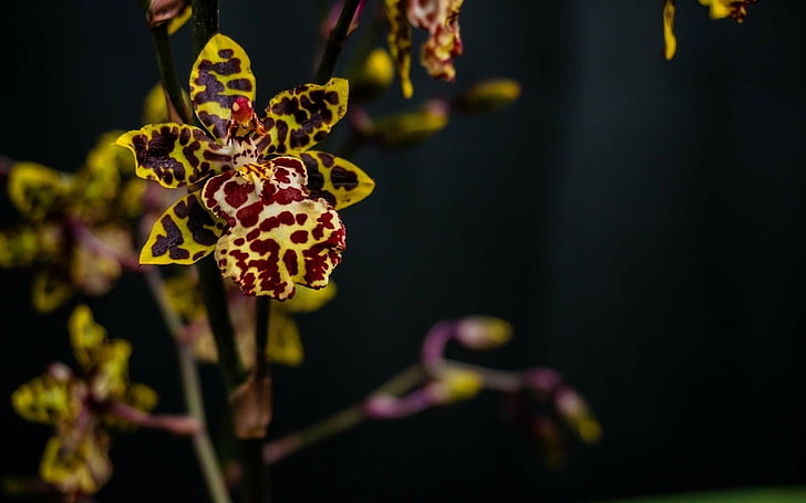 Orquídea Leopardo HD fondos de pantalla descarga gratuita | Wallpaperbetter