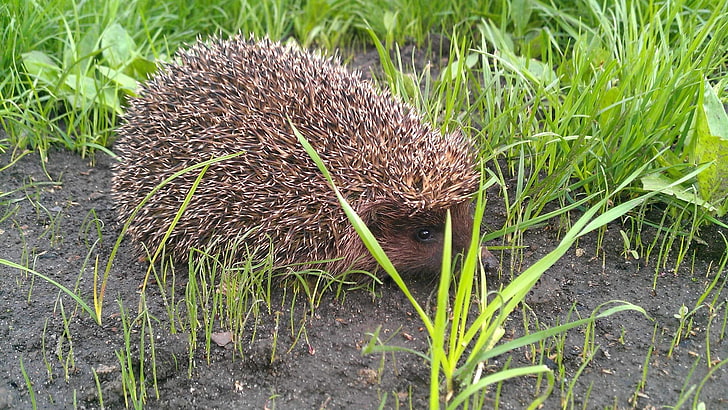 brown hedgehog, grass, nose, needle, eye, hedgehog, HD wallpaper