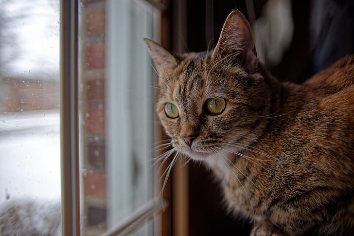 cat, look, window, muzzle, HD wallpaper