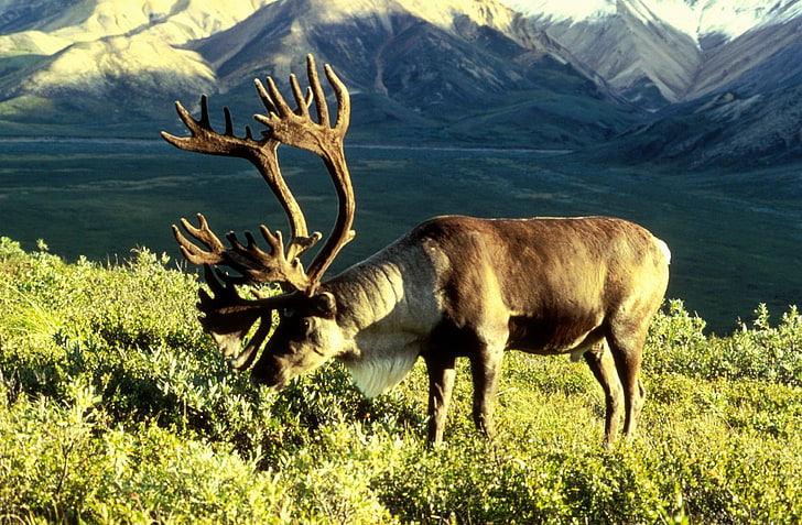 Animales, Caribou, Herbiboro, Tundra, HD wallpaper