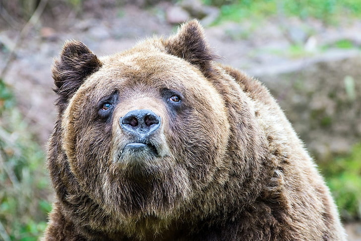 grizzli brun, ours, tristesse, grizzli, ours brun, grizzlis, animaux, Fond d'écran HD
