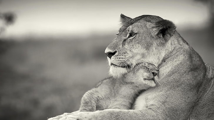 lion, cub, cute, black and white, sweet, wildlife, love, HD wallpaper