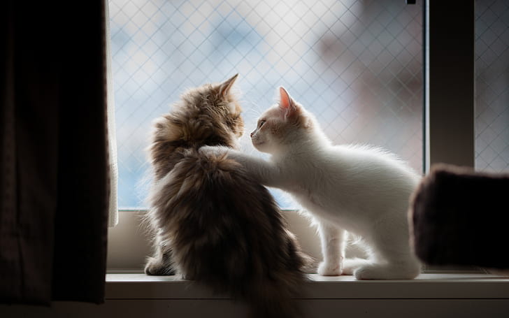Kitten greeting, Kitten, Greeting, HD wallpaper