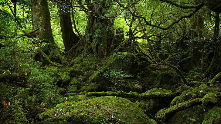 зеленая природа лесной мох старый лес гниль 1920x1080 Природа Леса HD Арт, природа, Зеленая, HD обои