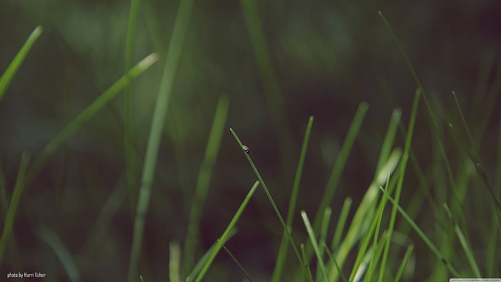 daun rumput hijau, foto closeup rumput hijau, alam, makro, rumput, Wallpaper HD