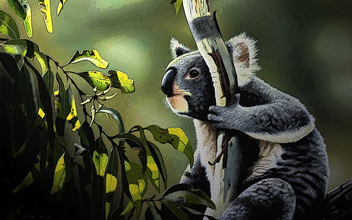 Djur, Koala, HD tapet HD wallpaper