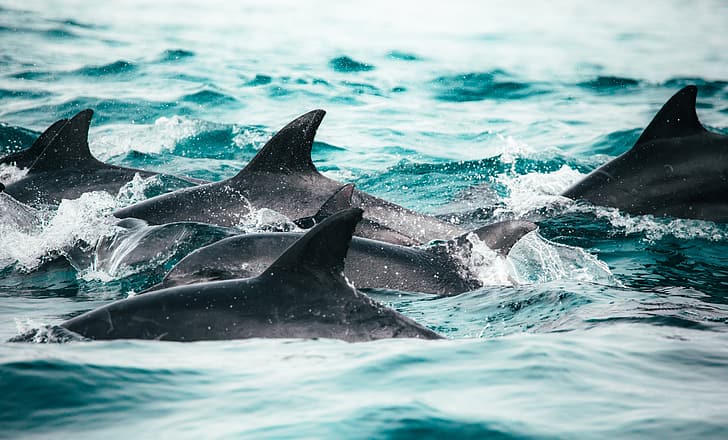 The ocean, Family, Dolphins, Pack, Migration, HD wallpaper