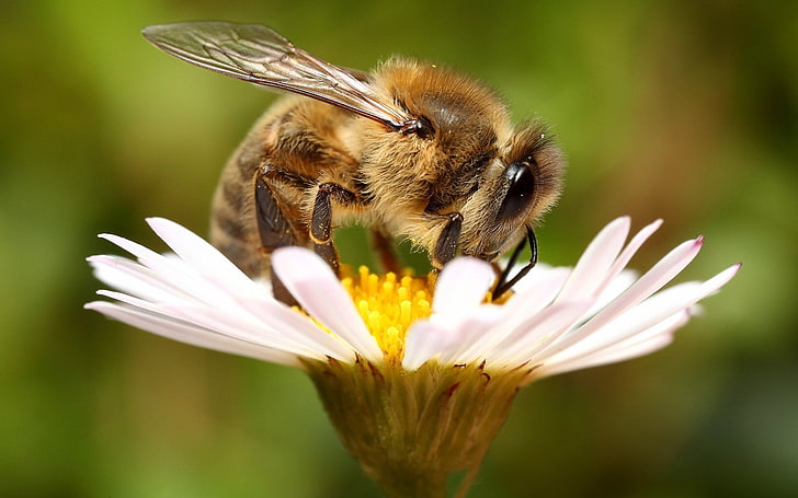 ผึ้ง, ดอกไม้, ธรรมชาติ, พืช, ดอกไม้สีขาว, วอลล์เปเปอร์ HD