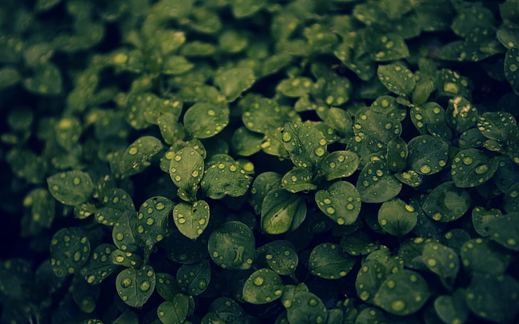 green leafed plant, green leafed plant in closeup photo, macro, water drops, leaves, plants, HD wallpaper