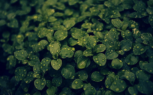 พืชใบสีเขียว, พืชใบสีเขียวในภาพถ่ายระยะใกล้, มาโคร, หยดน้ำ, ใบไม้, พืช, วอลล์เปเปอร์ HD HD wallpaper