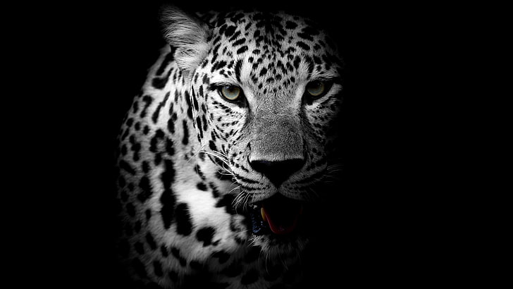 Latar belakang gelap, 4K, Leopard, Wallpaper HD