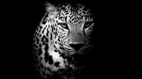 Тъмен фон, 4K, Leopard, HD тапет HD wallpaper