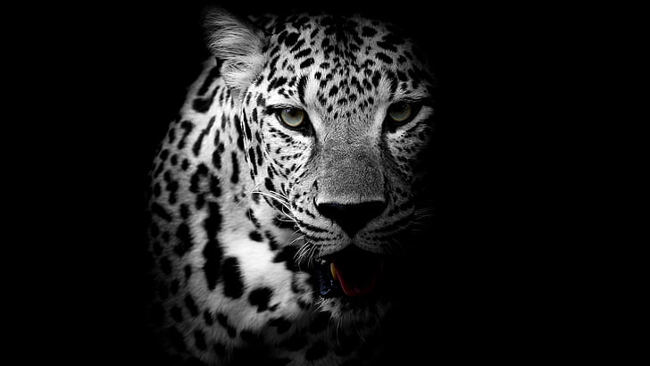 Leopard, Dark background, HD, 4K, HD wallpaper