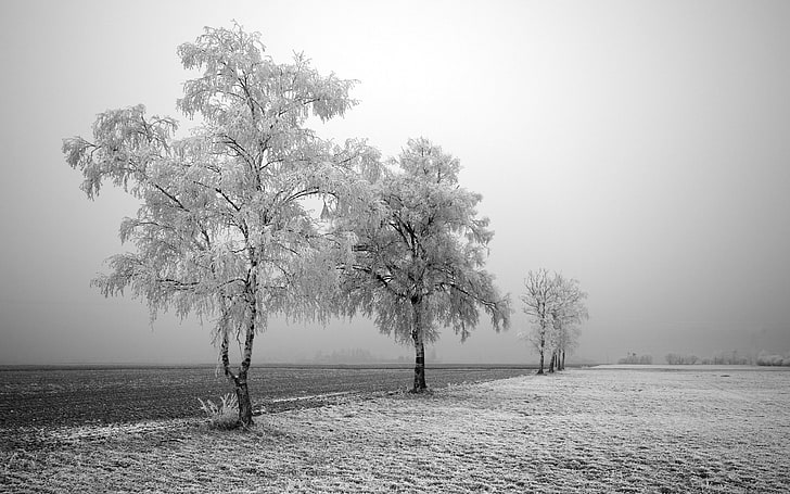 graue Bäume, Landschaft, Natur, Bäume, Winter, Schnee, Fotografie, Feld, Frost, Monochrom, Birke, HD-Hintergrundbild