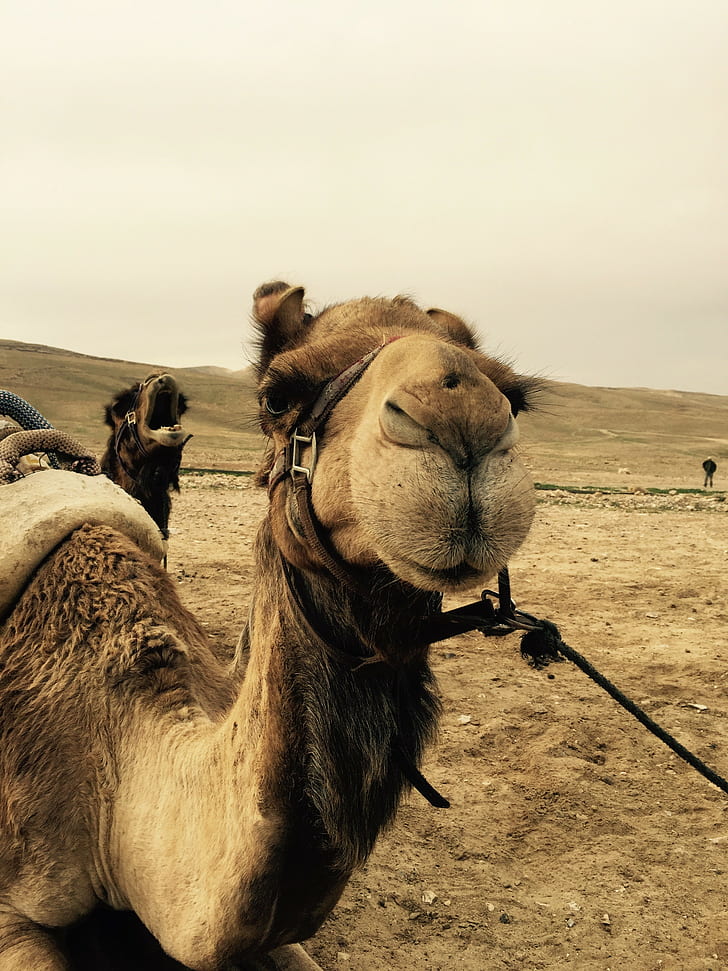 kameler, Israel, öken, HD tapet, telefon tapet