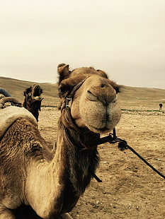 chameaux, Israël, désert, Fond d'écran HD HD wallpaper