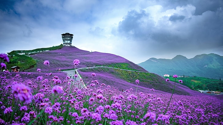 облако, сельская местность, сельская местность, травяной чай, пейзаж, фиолетовое поле, фиолетовые цветы, цветочное поле, небо, цветок, трава, поле вербены, вербена, азия, китай, тонгзи, гуйчжоу, HD обои