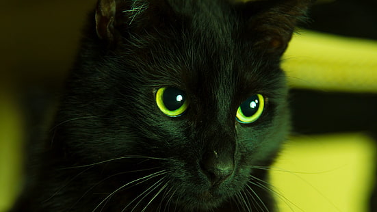 cat, black cats, animals, green, HD wallpaper HD wallpaper