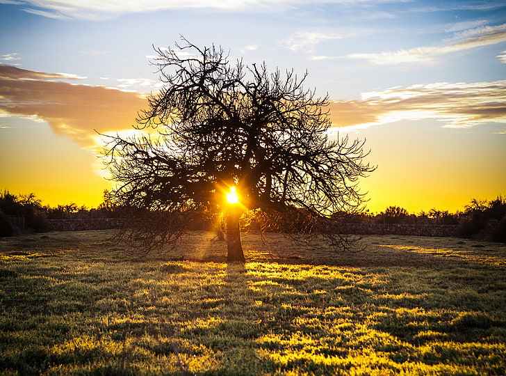 L'arbre au coucher du soleil, Europe, Espagne, coucher de soleil, canon, atardecer, sigma, 2470 mm, 2013en365, Majorque, Majorque, Fond d'écran HD