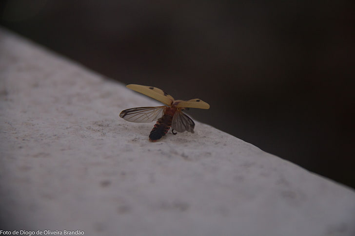 Insekt, HD-Hintergrundbild