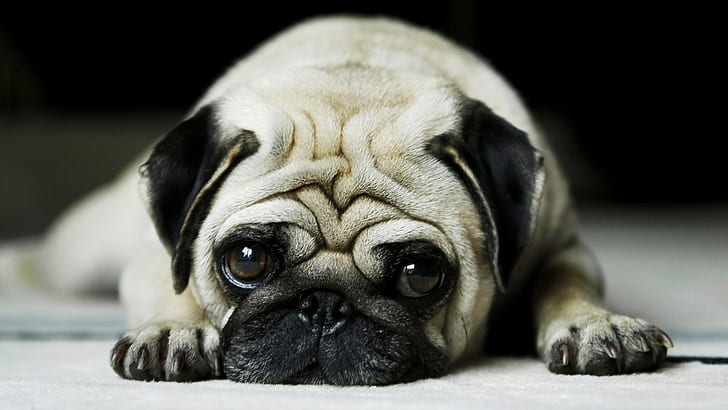 грустная собака шар пей грустный одинокий плач слез животных HD, животные, животное, собака, плач, грустный, одинокий, слезы шарпей, HD обои