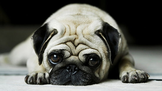 грустная собака шар пей грустный одинокий плач слез животных HD, животные, животное, собака, плач, грустный, одинокий, слезы шарпей, HD обои HD wallpaper