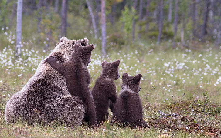 Famiglia dell'orso bruno, orso bruno, famiglia, Sfondo HD