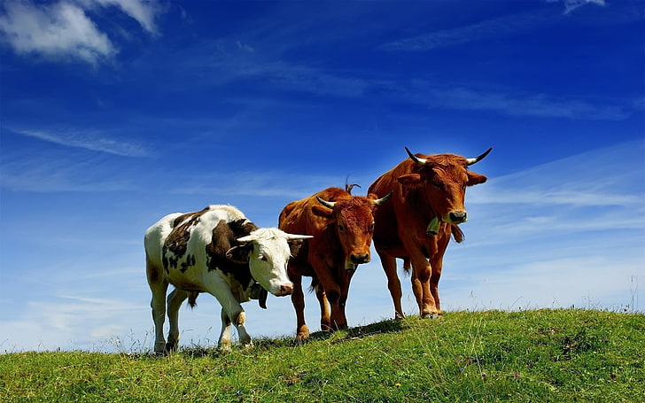 two brown and one white cows, cows, three, elevation, summer, grazing, grass, HD wallpaper