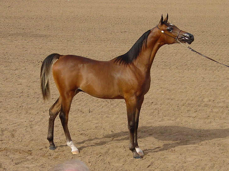 Brown Arabian, horses, show horses, ponies, sand, nature, arabians, animals, HD wallpaper