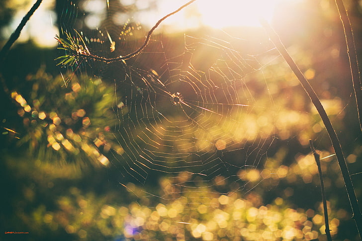 laba-laba cokelat, alam, sarang laba-laba, matahari terbenam, hutan, bokeh, pohon, Wallpaper HD
