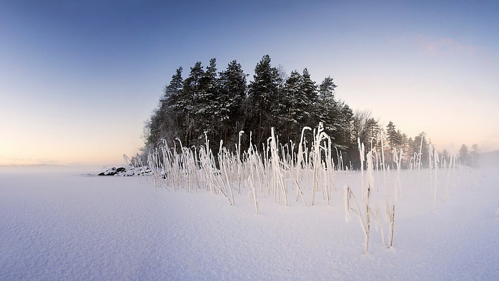 الشتاء والثلج والطبيعة والمناظر الطبيعية والأشجار، خلفية HD