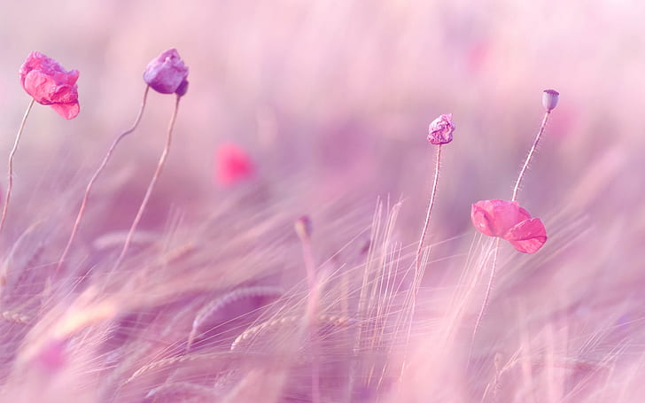 gandum, bidang, ungu, bunga, latar belakang, pink, layar lebar, gandum hitam, telinga, layar penuh, s, layar penuh, Wallpaper HD