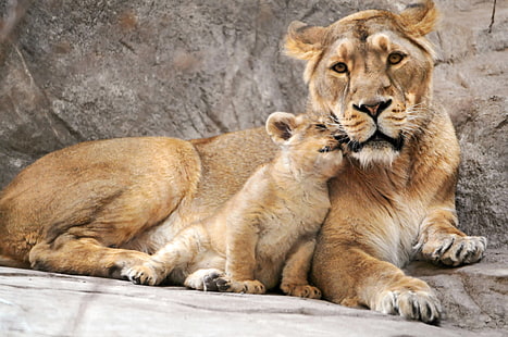 lioness and cub, lioness, cub, lion, mother, HD wallpaper HD wallpaper