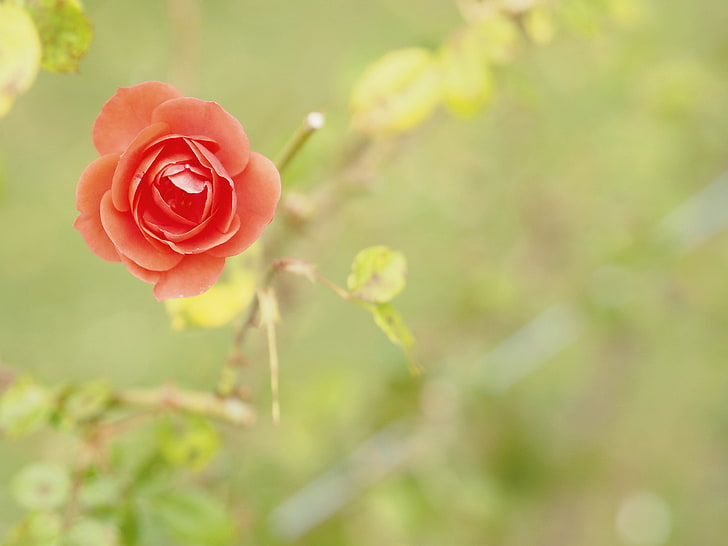 Makro, brzoskwiniowa róża, 4K, Tapety HD