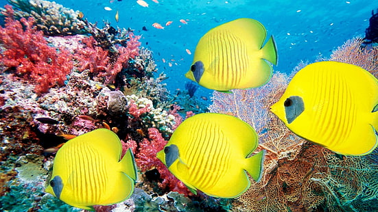 Animais Peixes Oceano Vida marinha Cor de água subaquática tropical Amarelo brilhante recife Coral Olhos Melhor, peixes, animais, melhor, brilhante, cor, corais, olhos, vida, oceano, recife, tropical, subaquático, água, amarelo, HD papel de parede HD wallpaper