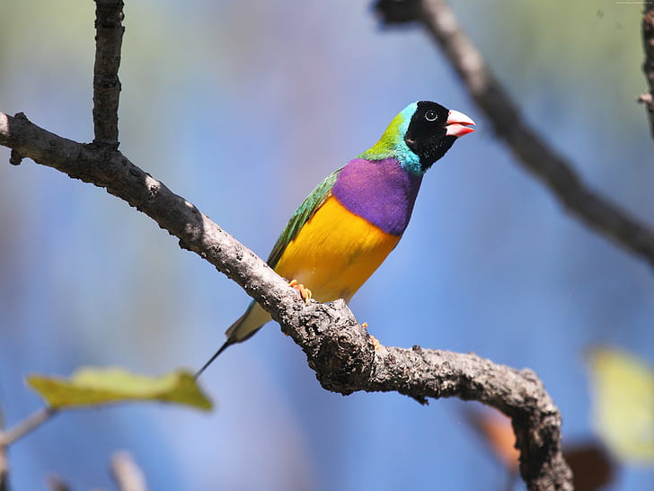 przyroda, Australia, niebieski, zwierzę, kolorowy, żółty, niebo, ptak, zięba Gouldian, gałąź, Tapety HD