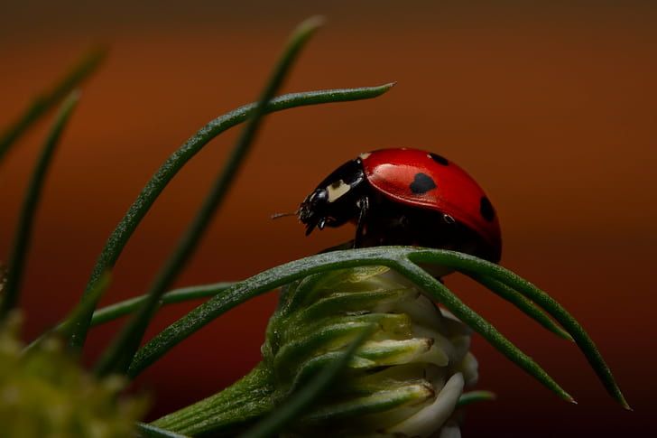 red and black bug on green leaf plant, ladybug, ladybug, Ladybug, red and black, bug, green leaf, plant, insect, nature, sunset, sunrise, sun  green, biedronka, ngc, beetle, red, macro, green Color, close-up, leaf, animal, grass, HD wallpaper