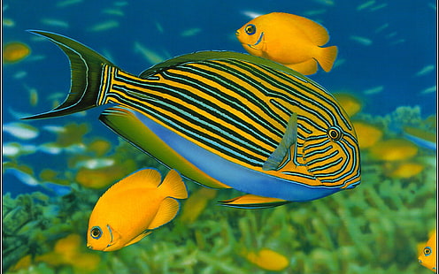 poisson, poisson, océan, mer, vie marine, sous l'eau, eau, Fond d'écran HD HD wallpaper