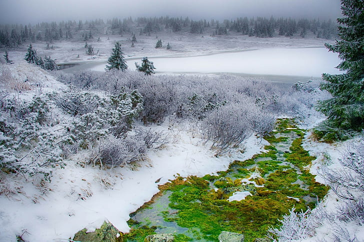 pemandangan, salju, musim dingin, anak sungai, pohon pinus, Wallpaper HD