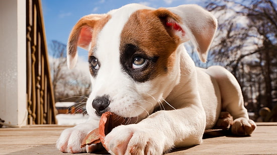 cucciolo bianco e marrone a pelo corto, animali, cane, cuccioli, Sfondo HD HD wallpaper