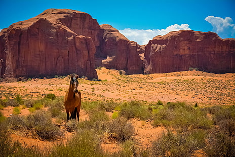 природа, песчаник, лошадь, пустыня, пейзаж, HD обои HD wallpaper