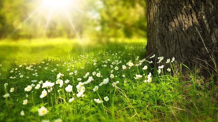 grama, primavera, flores de morango, madeira, árvore, luz, ensolarado, raio de sol, HD papel de parede