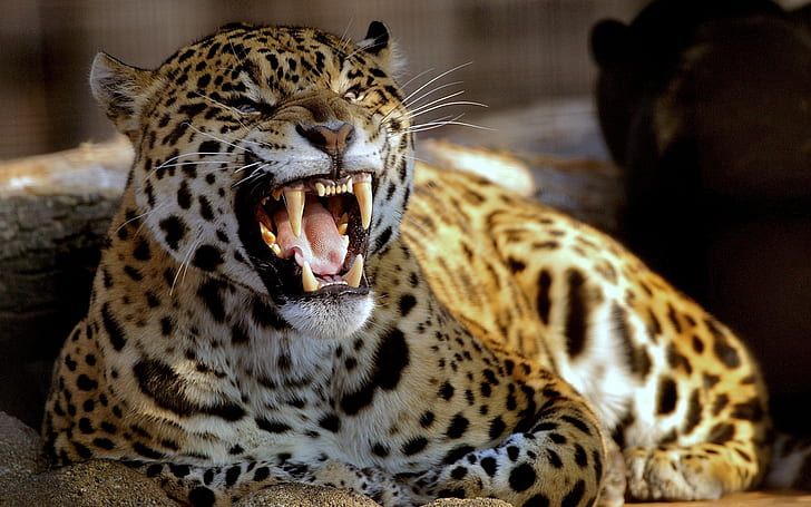 Jaguar Teeth HD, кафяв и черен тигър, животни, ягуар, зъби, HD тапет