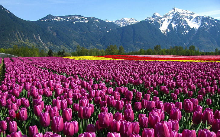 Piękny Tulip Flower Garden Tapeta Full Hd, Tapety HD