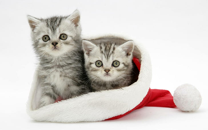 Сладки коледни котенца, Коледа, Дядо Коледа, сладки, празници, животни, животни, HD тапет