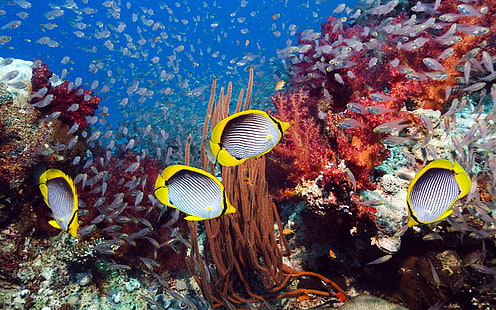 Морски тропически риби, морски, тропически, риби, HD тапет HD wallpaper