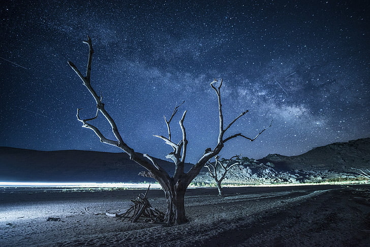 arbre nu, nuit, univers, arbres, Fond d'écran HD