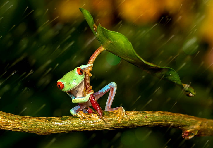 개구리, 붉은 외 눈 박이 나무 개구리, 양서류, 클로즈업, 개구리, 잎, 비, 청개구리, 야생 동물, HD 배경 화면