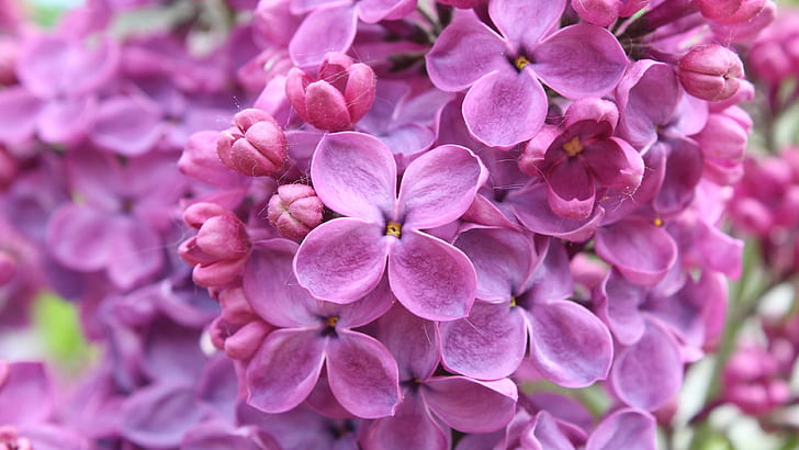 Primo piano di fiori, macrofotografia lilla di colore viola, fiori, viola, colore, lilla, macro, fotografia, Sfondo HD